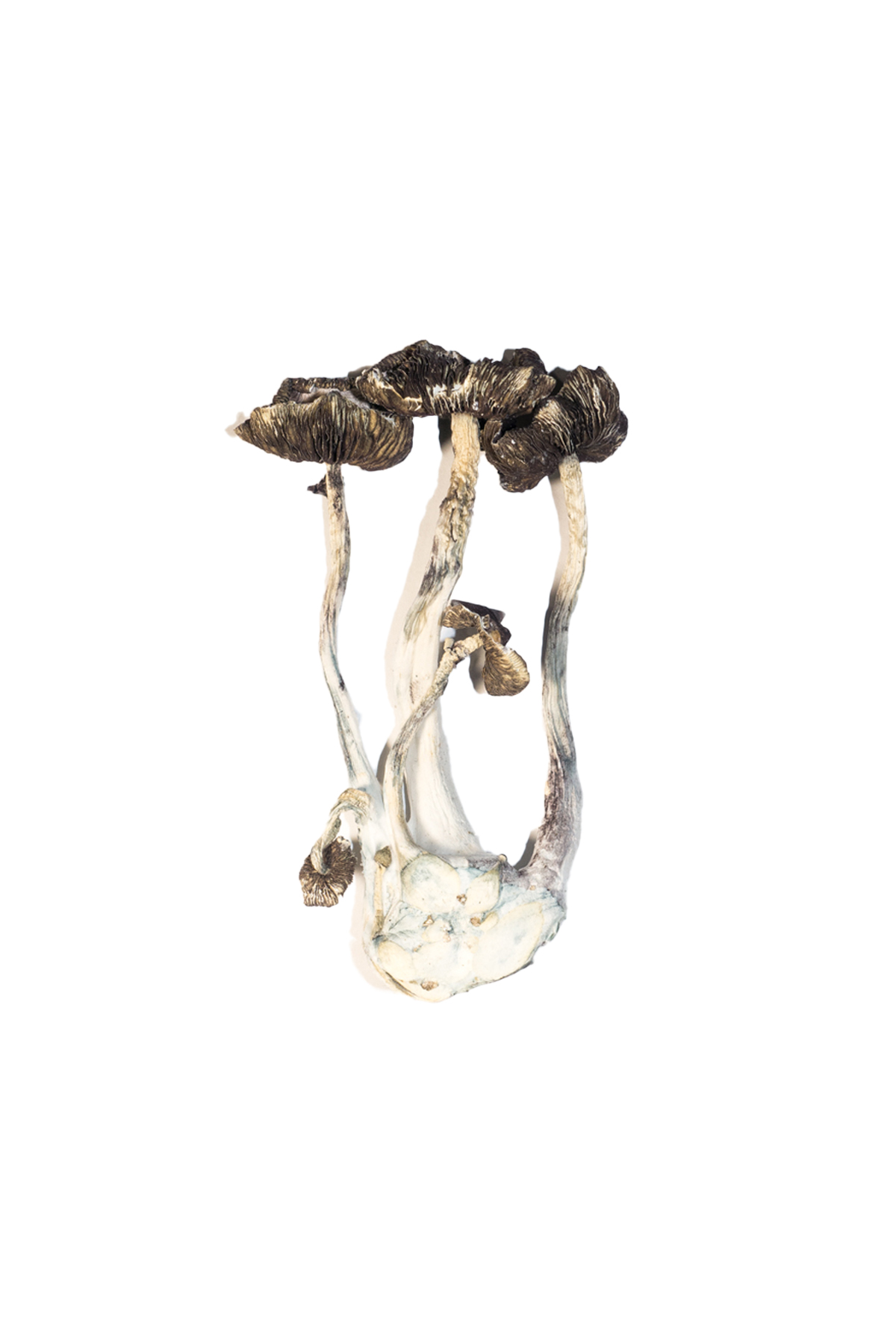 Albino-A-Magic-Mushrooms-6.jpg