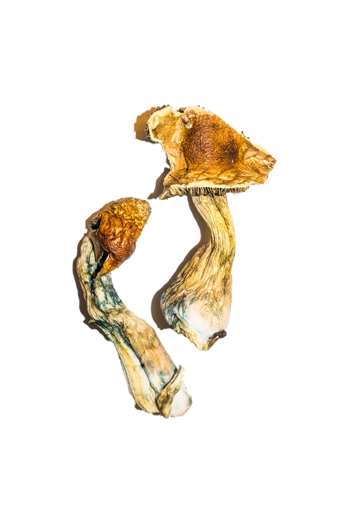 B-Magic-Mushroom.jpg