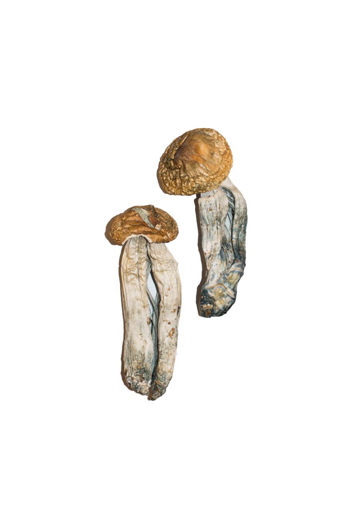 Big-Mex-Magic-Mushrooms-Strain.jpg