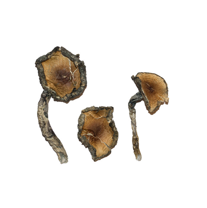 Blue-Meanie-Magic-Mushrooms.jpg