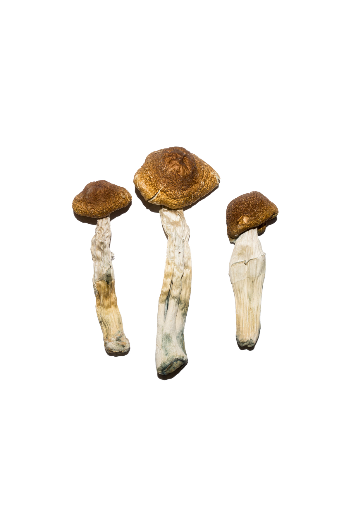 Brazilian-Magic-Mushrooms.jpg