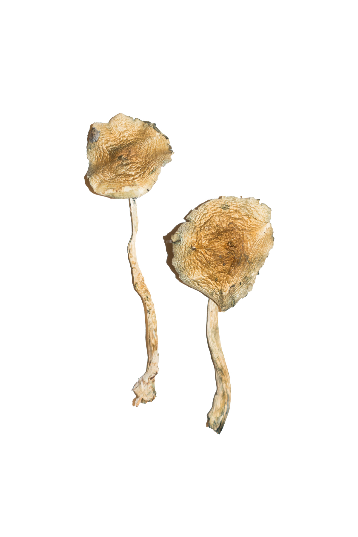 Cuban-Magic-Mushrooms.jpg