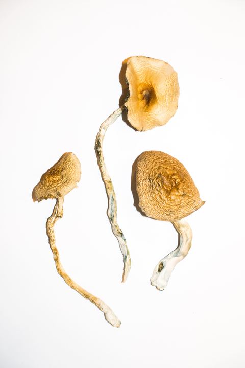 Golden-Teacher-–-Magic-Mushrooms-1.jpg
