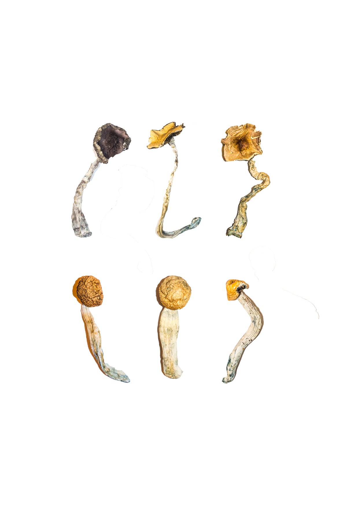 Magic-Mushroom-Sampler-Kit-Tasting-Menu-1.jpg