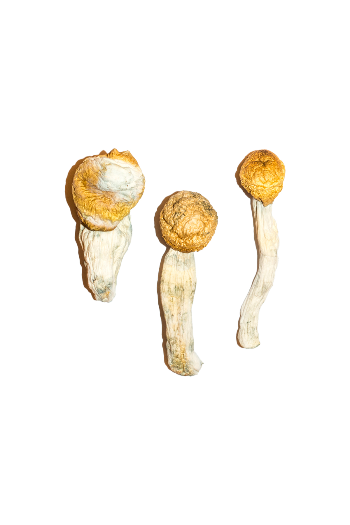 Penis-Envy-Magic-Mushrooms-3.jpg