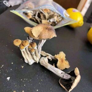 buy magic mushroom