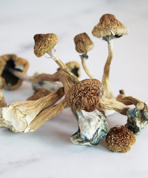 s6-1.jpg Shrooms for sale